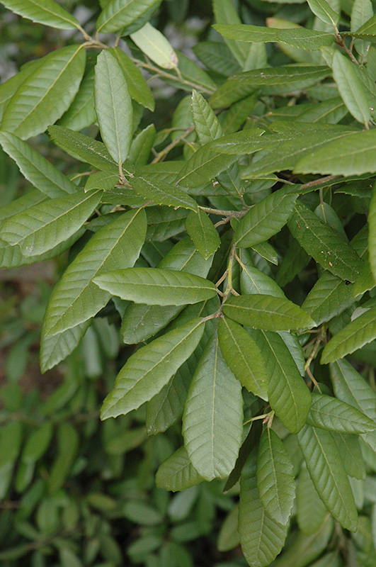 Tanbark Oak (Lithocarpus densiflorus) at Shonnard's Nursery