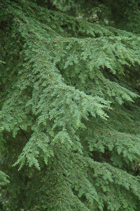 Western Hemlock (Tsuga heterophylla) at Shonnard's Nursery