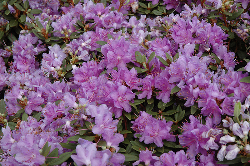 Purple Gem Rhododendron (Rhododendron 'Purple Gem') at Shonnard's Nursery