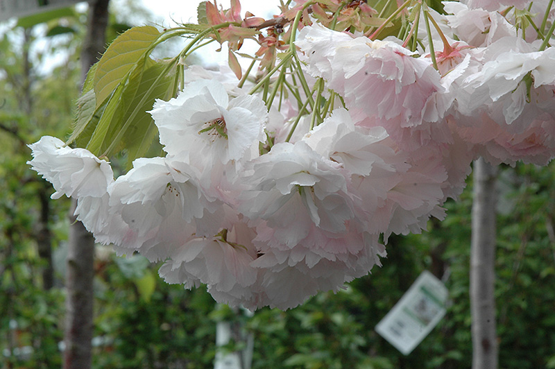 Shogetsu Flowering Cherry (Prunus serrulata 'Shogetsu') at Shonnard's Nursery