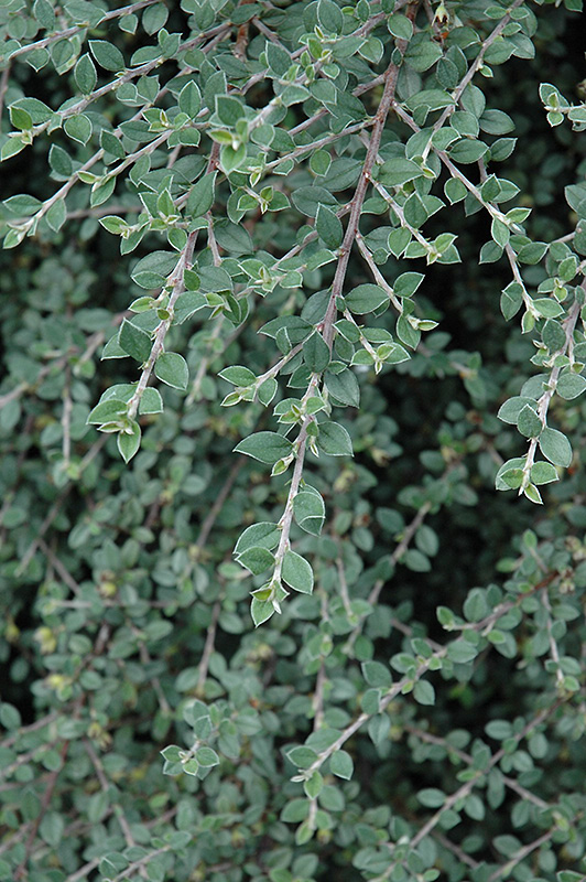 Gray Leaf Cotoneaster (Cotoneaster glaucophyllus) at Shonnard's Nursery