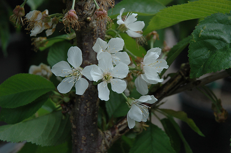 Rainier Cherry (Prunus avium 'Rainier') at Shonnard's Nursery