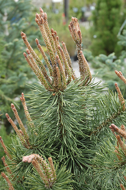 Shore Pine (Pinus contorta 'var. contorta') at Shonnard's Nursery