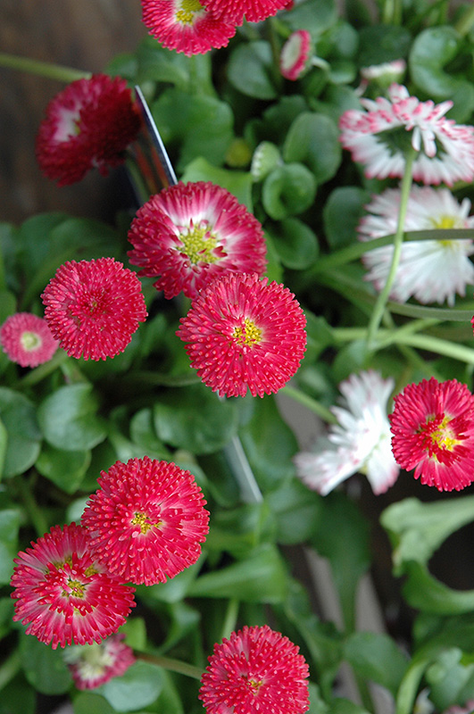Bellisima Red English Daisy (Bellis perennis 'Bellissima Red') at Shonnard's Nursery