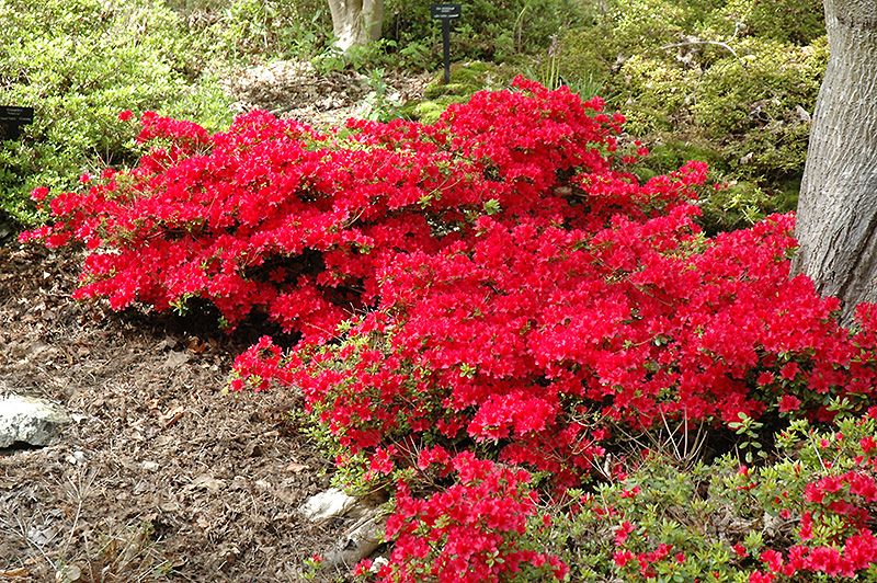 Hino Crimson Azalea (Rhododendron 'Hino Crimson') at Shonnard's Nursery