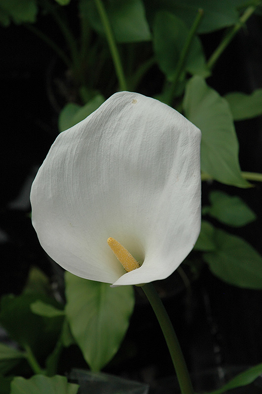Calla Lily (Zantedeschia aethiopica) at Shonnard's Nursery