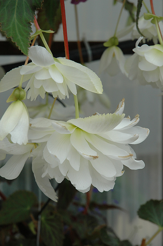Illumination White Begonia (Begonia 'Illumination White') at Shonnard's Nursery