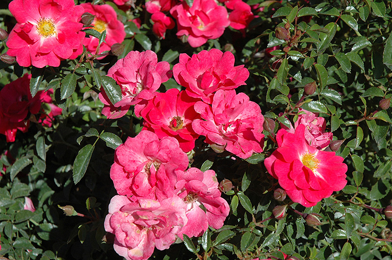 Flower Carpet Pink Supreme Rose (Rosa 'Flower Carpet Pink Supreme') at Shonnard's Nursery