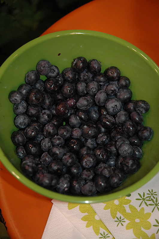 Peach Sorbet Blueberry (Vaccinium 'ZF06-043') at Shonnard's Nursery