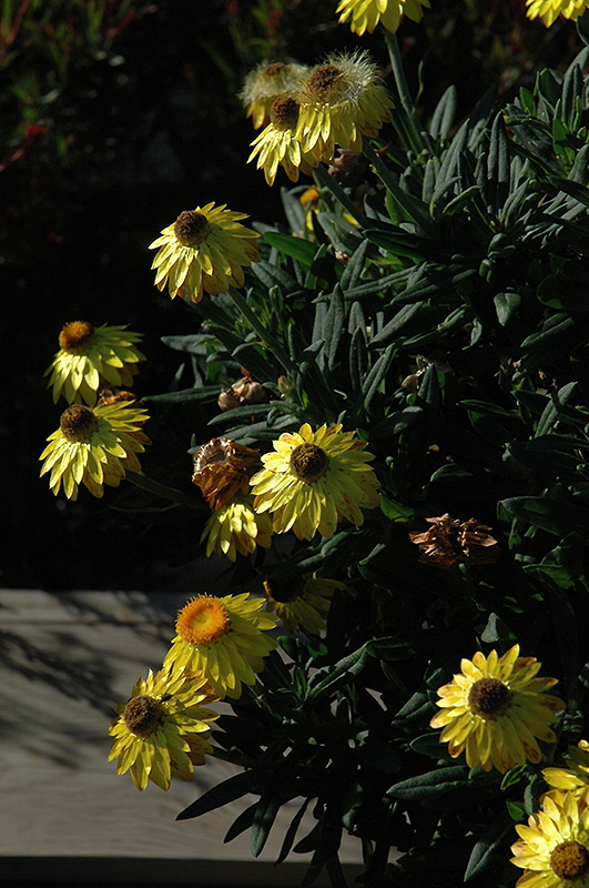 Mohave Yellow Strawflower (Bracteantha bracteata 'KLEBB08392') at Shonnard's Nursery