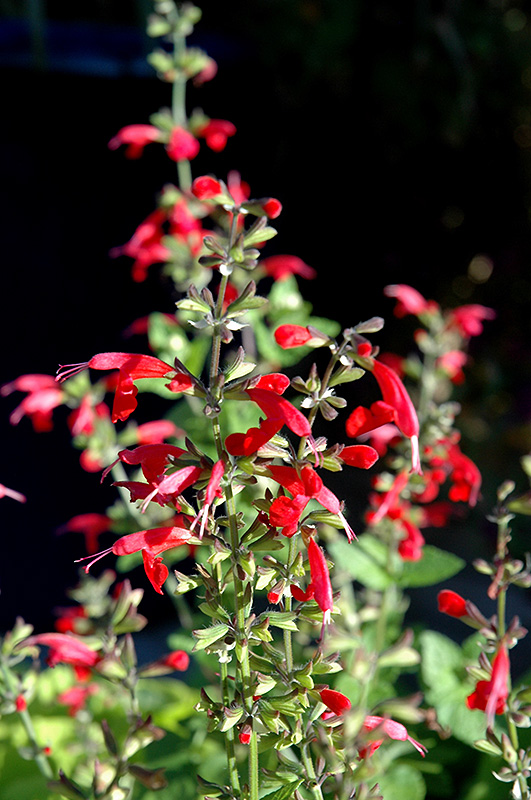 Summer Jewel Red Sage (Salvia 'Summer Jewel Red') at Shonnard's Nursery