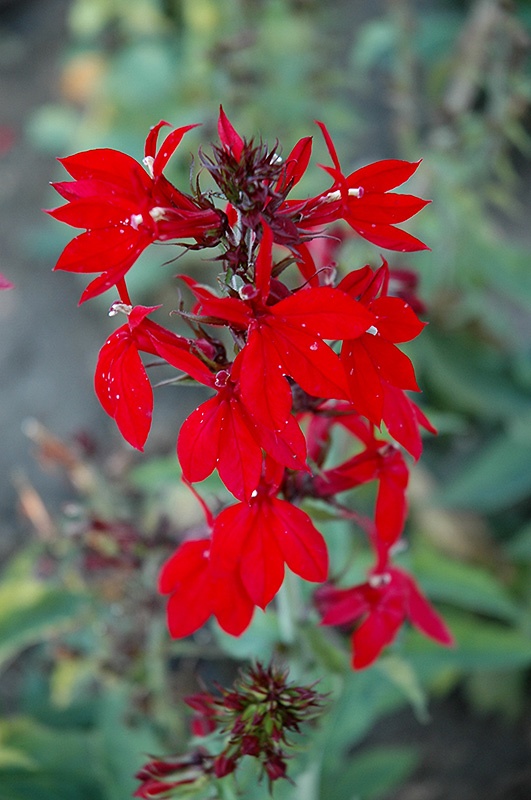 Compliment Deep Red Cardinal Flower (Lobelia x speciosa 'Compliment Deep Red') at Shonnard's Nursery