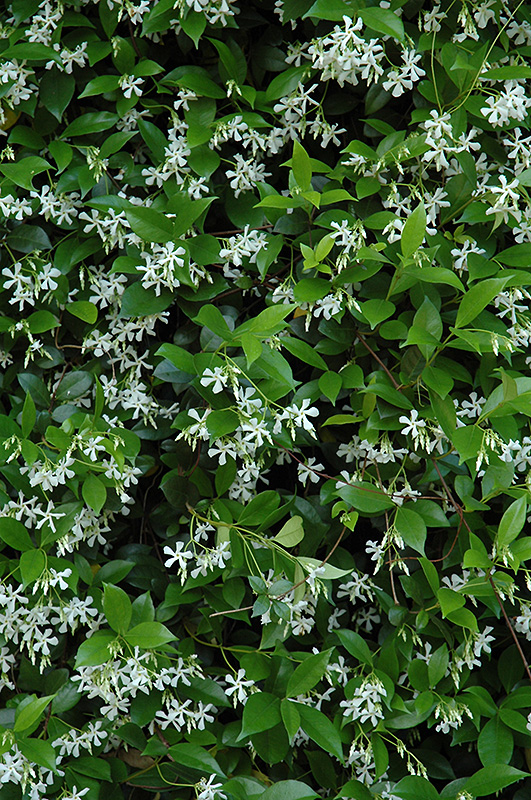 Confederate Star-Jasmine (Trachelospermum jasminoides) at Shonnard's Nursery