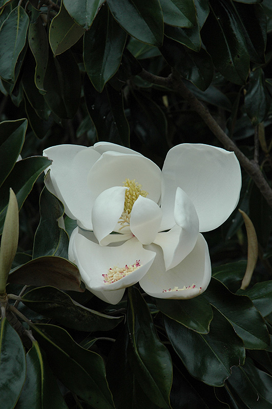 D.D. Blanchard Magnolia (Magnolia grandiflora 'D.D. Blanchard') at Shonnard's Nursery
