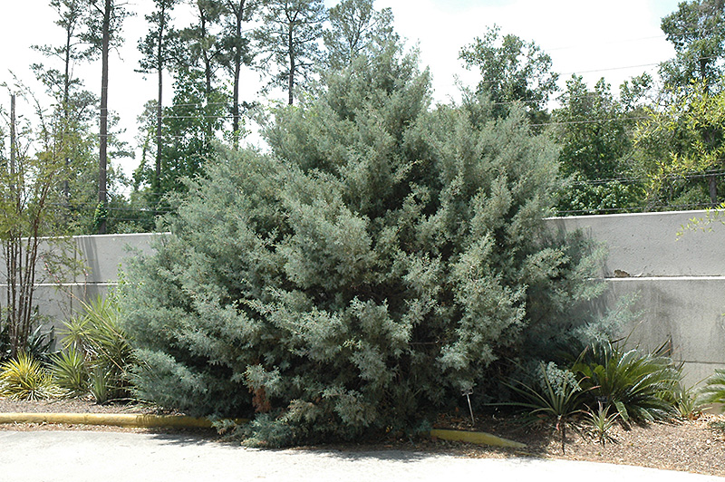 Carolina Sapphire Arizona Cypress (Cupressus arizonica 'Carolina Sapphire') at Shonnard's Nursery