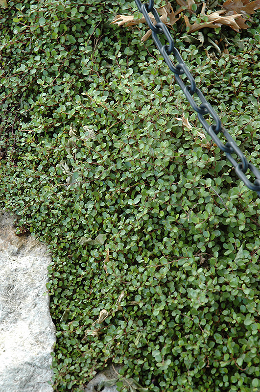 Creeping Wire Vine (Muehlenbeckia axillaris) at Shonnard's Nursery