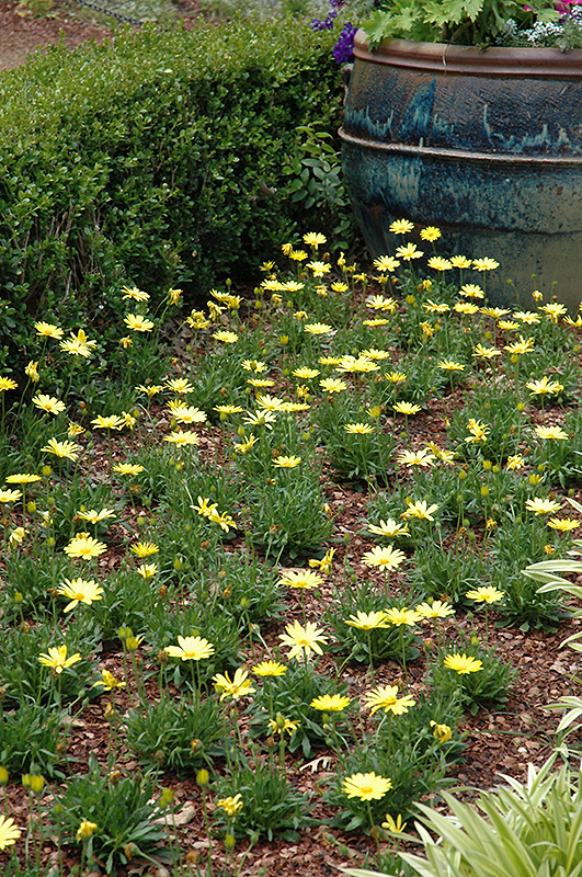 Voltage Yellow African Daisy (Osteospermum 'Voltage Yellow') at Shonnard's Nursery