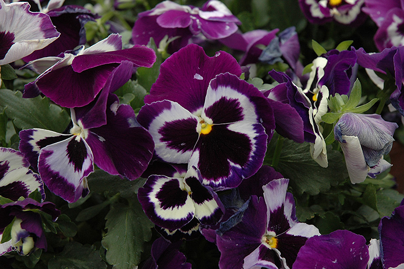 Delta Violet With Face Pansy (Viola x wittrockiana 'Delta Violet With Face') at Shonnard's Nursery