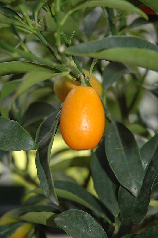 Nagami Kumquat (Citrus japonica 'Nagami') at Shonnard's Nursery