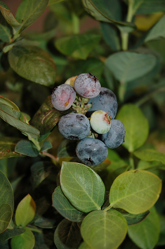 Peach Sorbet Blueberry (Vaccinium 'ZF06-043') at Shonnard's Nursery