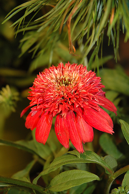 Double Scoop Cranberry Coneflower (Echinacea 'Balscanery') at Shonnard's Nursery