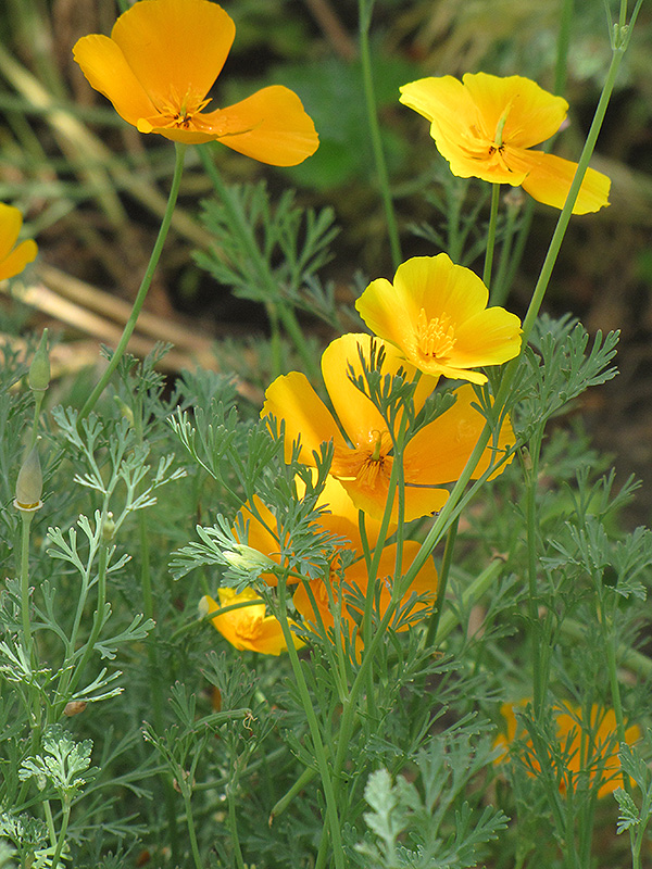 California Poppy (Eschscholzia californica) at Shonnard's Nursery