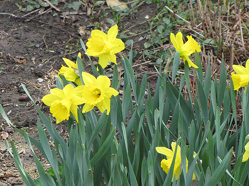 Dutch Master Daffodil (Narcissus 'Dutch Master') at Shonnard's Nursery