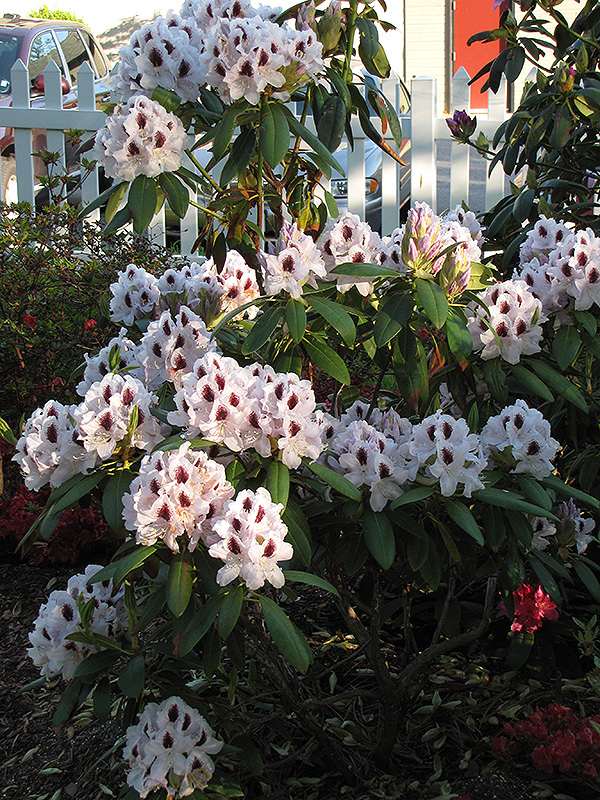 Calsap Rhododendron (Rhododendron 'Calsap') at Shonnard's Nursery