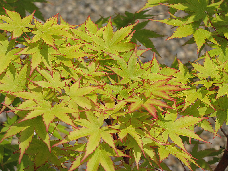 Coral Bark Japanese Maple (Acer palmatum 'Sango Kaku') at Shonnard's Nursery