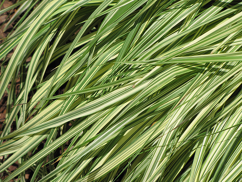 Variegated Moor Grass (Molinia caerulea 'Variegata') at Shonnard's Nursery