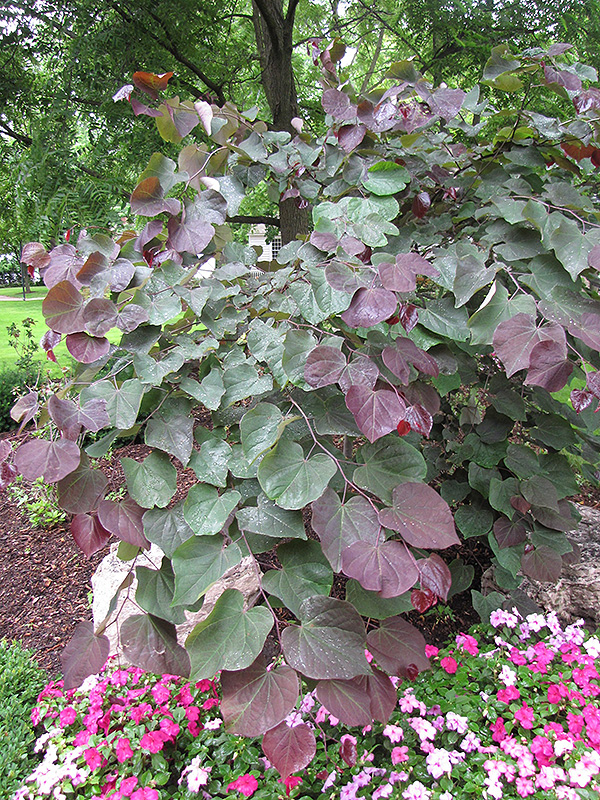 Forest Pansy Redbud (Cercis canadensis 'Forest Pansy') at Shonnard's Nursery