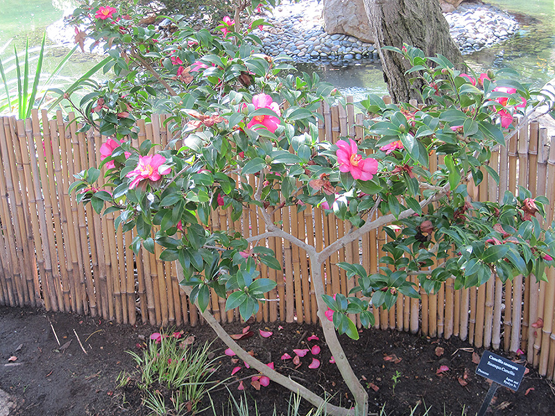 Sasanqua Camellia (Camellia sasanqua) at Shonnard's Nursery