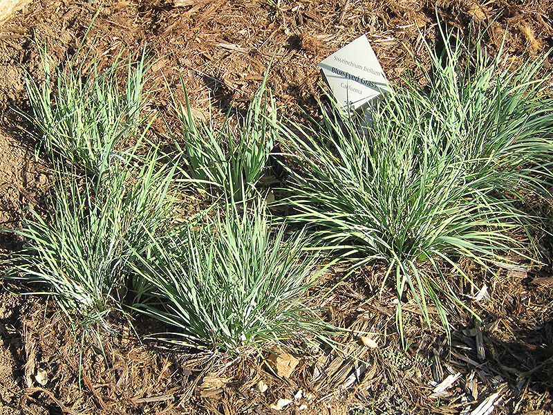 Californian Blue-Eyed Grass (Sisyrinchium bellum) at Shonnard's Nursery