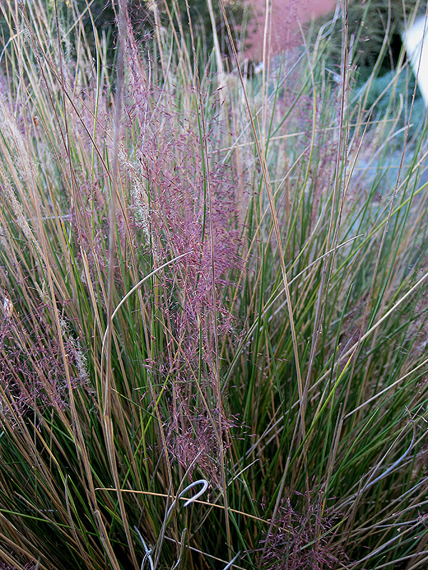 Pink Muhly Grass (Muhlenbergia capillaris 'Pink Muhly') at Shonnard's Nursery
