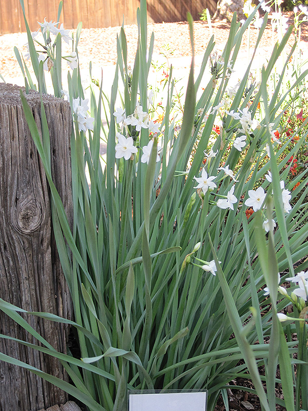 Paperwhites (Narcissus papyraceus) at Shonnard's Nursery