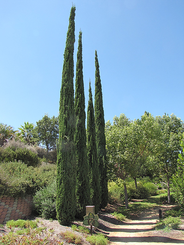 Italian Cypress (Cupressus sempervirens) at Shonnard's Nursery
