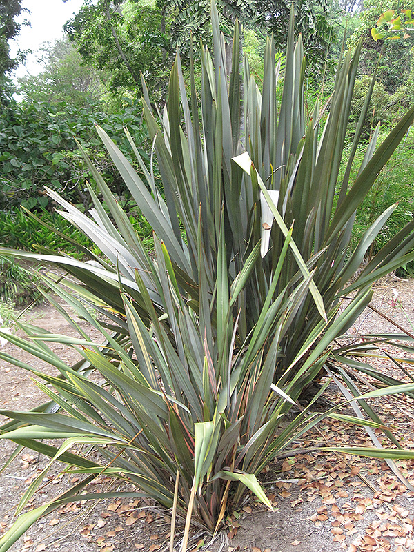 Rubra New Zealand Flax (Phormium tenax 'Rubra') at Shonnard's Nursery
