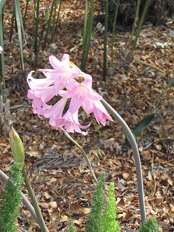 Belladonna Lily (Amaryllis belladonna) at Shonnard's Nursery