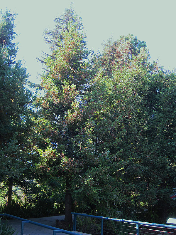 Aptos Blue Coast Redwood (Sequoia sempervirens 'Aptos Blue') at Shonnard's Nursery