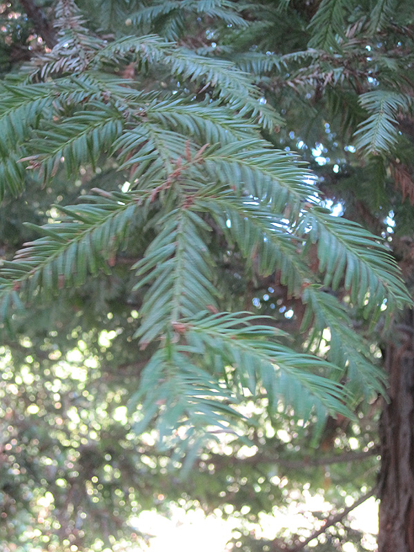Aptos Blue Coast Redwood (Sequoia sempervirens 'Aptos Blue') at Shonnard's Nursery