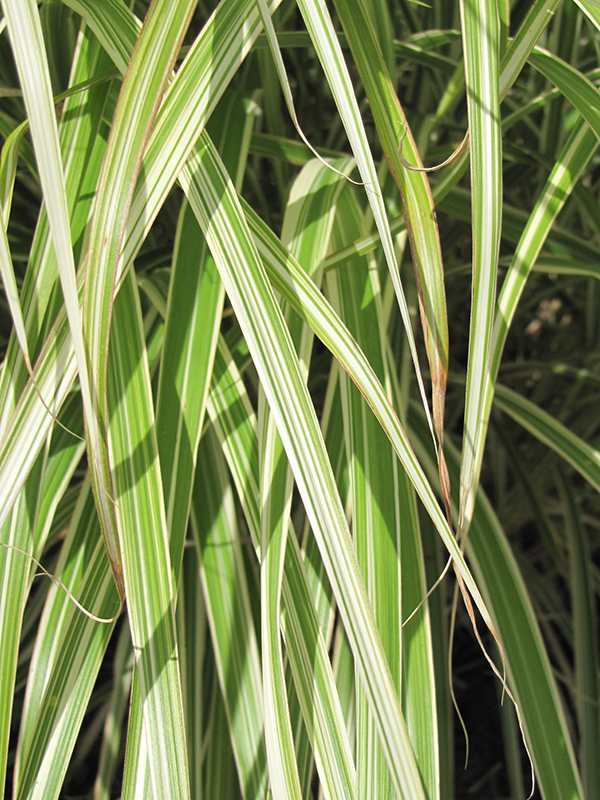 Morning Light Maiden Grass (Miscanthus sinensis 'Morning Light') at Shonnard's Nursery