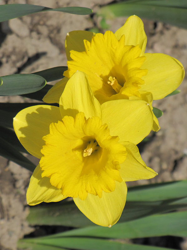 Dutch Master Daffodil (Narcissus 'Dutch Master') at Shonnard's Nursery