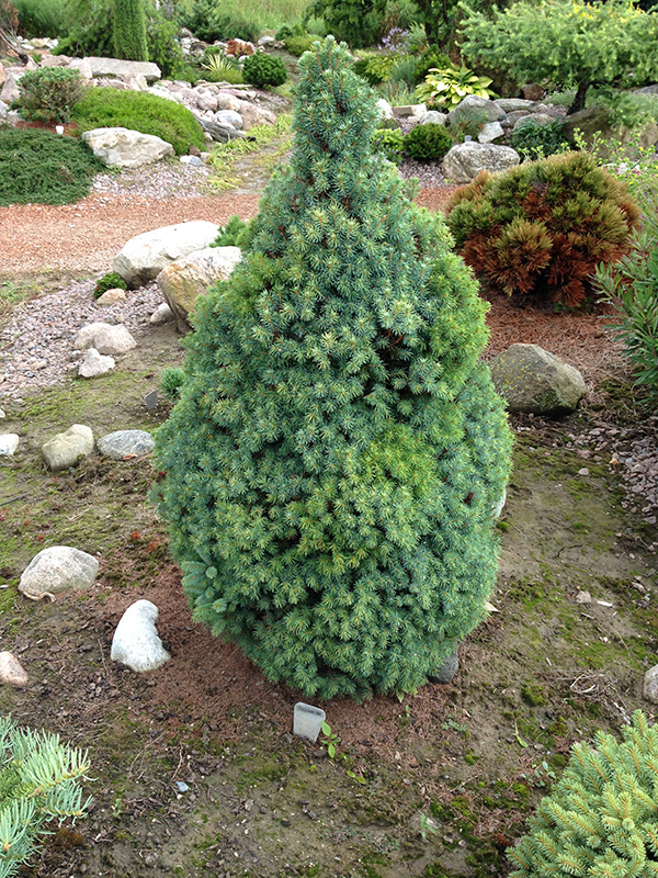 Sander's Blue Dwarf Spruce (Picea glauca 'Sander's Blue') at Shonnard's Nursery