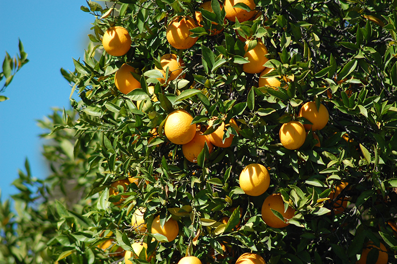 Washington Navel Orange (Citrus sinensis 'Washington Navel') at Shonnard's Nursery