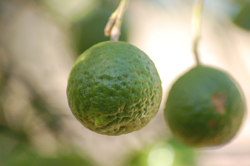 Kaffir Lime (Citrus hystrix) at Shonnard's Nursery