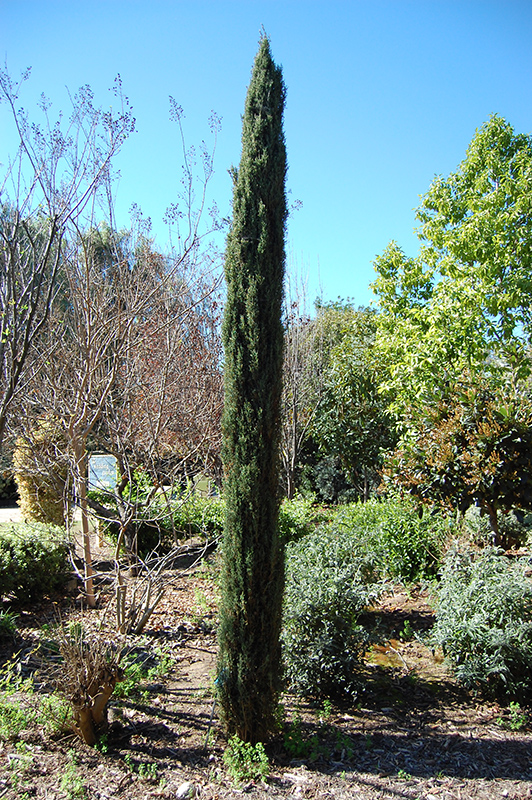 Tiny Tower Italian Cypress (Cupressus sempervirens 'Monshel') at Shonnard's Nursery