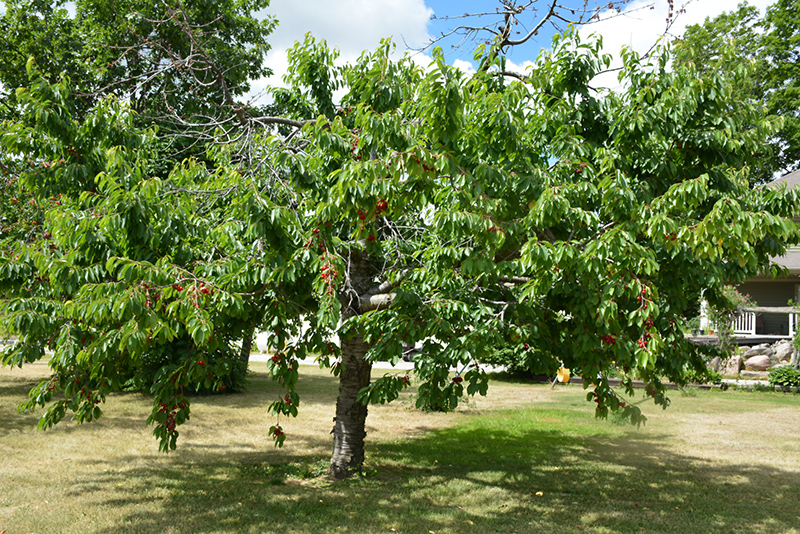 Bing Cherry (Prunus avium 'Bing') at Shonnard's Nursery