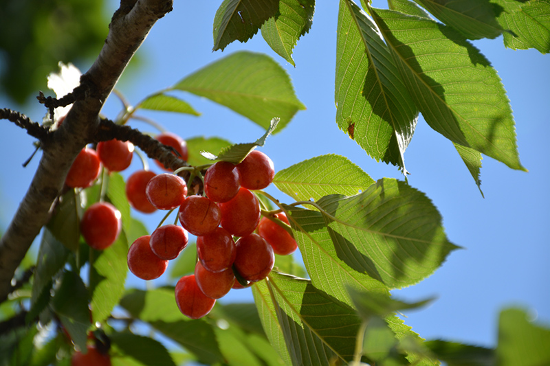 Rainier Cherry (Prunus avium 'Rainier') at Shonnard's Nursery