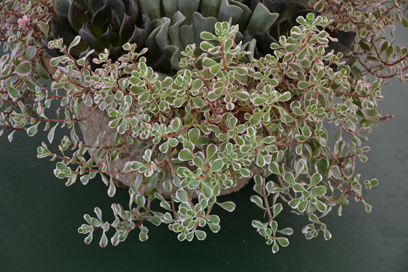 Tricolor Stonecrop (Sedum spurium 'Tricolor') at Shonnard's Nursery