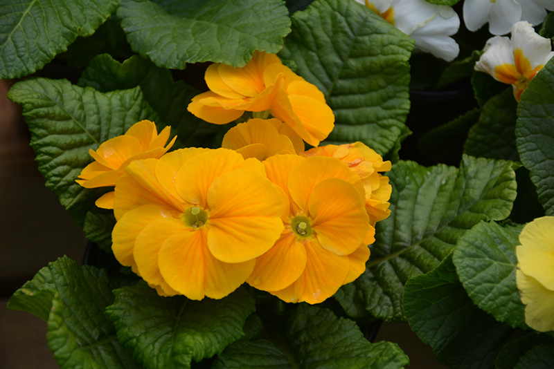 Yellow English Primrose (Primula vulgaris 'Yellow') at Shonnard's Nursery